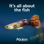 10-Gallon Aquarium Kit - Image 8