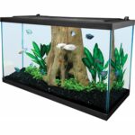 Clear Glass 20 Gallon Long Aquarium - Hình 2